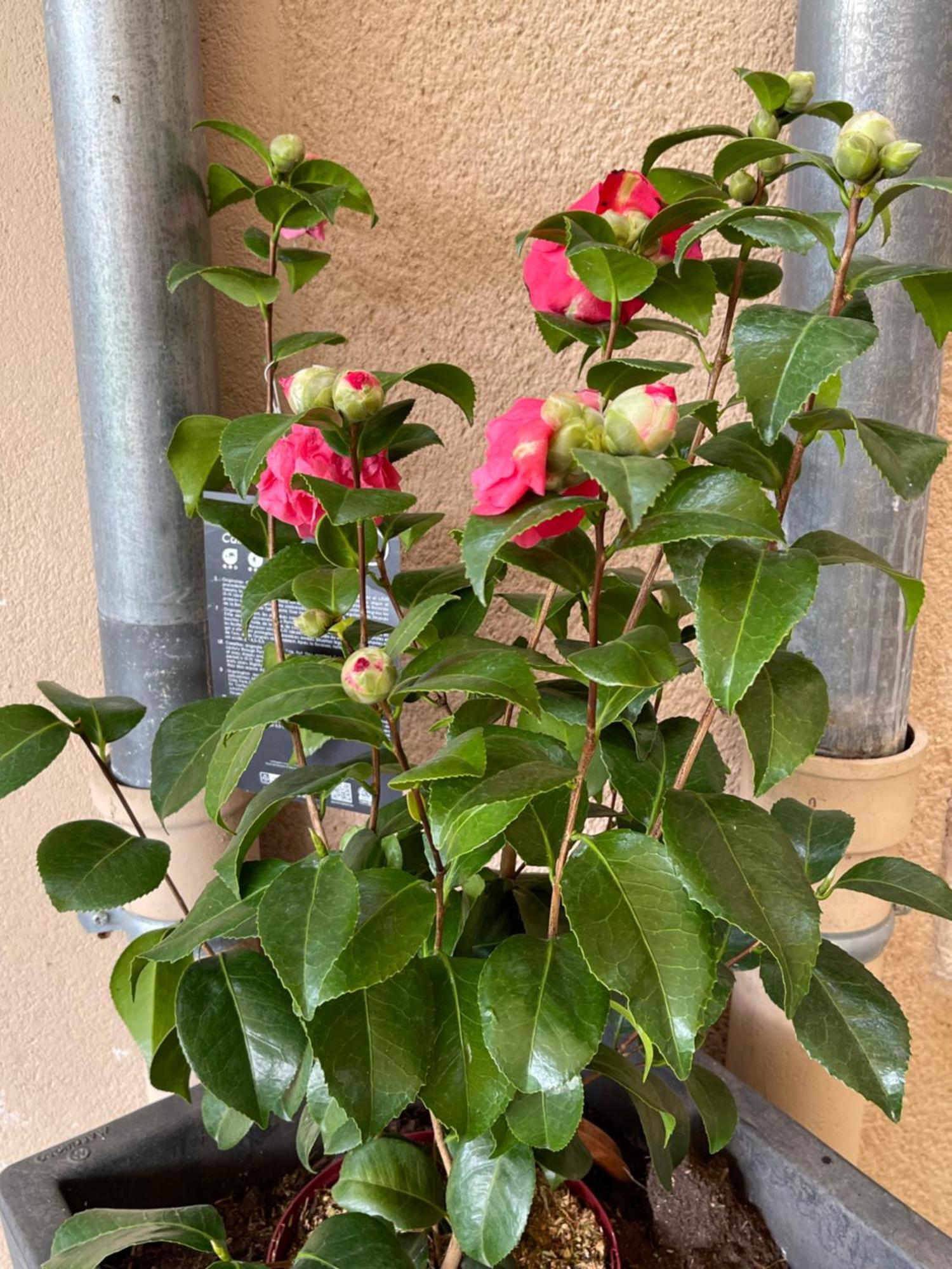 Bed & Breakfast Masoe Des Chatards Neuilly-le-Real
