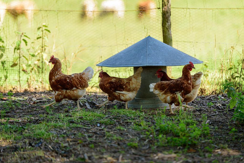Bed & Breakfast Masoe Des Chatards Neuilly-le-Réal